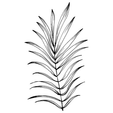 Egzotik tropikal Hawaii yazı. Palm Beach ormanı botanik yaprakları. Siyah beyaz işlemeli mürekkep sanatı. Yaprak bitkisi, botanik bahçesi çiçek yaprakları. İzole edilmiş yaprak illüstrasyon ögesi.