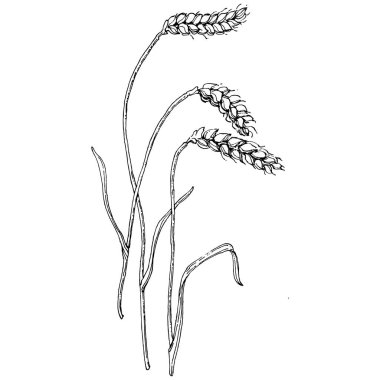 Buğday kulaklı el çizimleri. Korunma ve güvenliğin eski bir sembolü. Kütük için antik vintage oyma çizimi