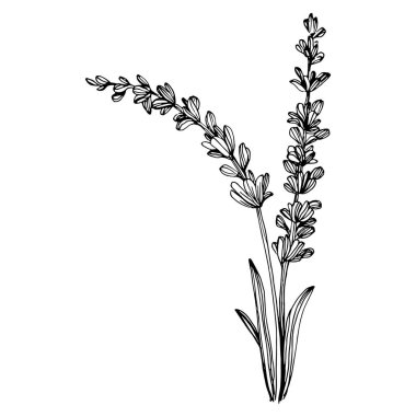 Lavanta çiçeği. Çiçekli botanik çiçeği. İzole illüstrasyon elementi. Arkaplan, doku, ambalaj deseni, çerçeve veya kenar çizimi için vektör el.