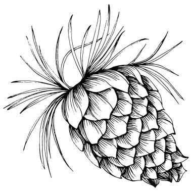 Orman Sonbaharı ve Kış Doğası. Ladin dalları, meşe palamutları, kozalaklar, dökülen yapraklar. İzole illüstrasyon elementi. Arkaplan, doku, çerçeve veya kenar için yaban çiçeği çizen vektör el.