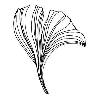 Ginkgo bitkisi elle çizilmiş. Çiçek dövmesi sanat tarzında detaylı. Beyaz arka planda siyah beyaz klipsli sanat. Logo için antika vintage oyma çizimi