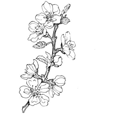 El çizimi Sakura çiçek logosu, çerçeve, sınır, promosyon unsuru. Damga şablonu. Minimalist monogram. Rustik zarif marka veya logottip arkaplan.