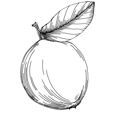 Vector el çizilmiş kireç ya da limon. Beyaz arkaplan resimlerinde limon yapraklı egzotik bitkiler. Çay ve meyve suyu için vintage Retro gravür stili.