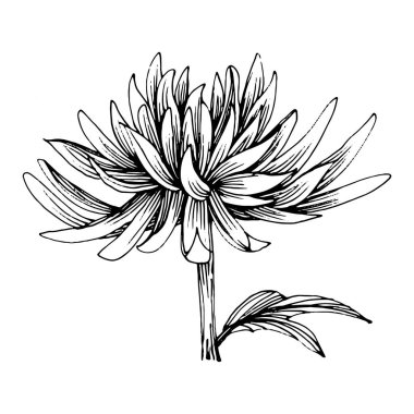 Kasımpatı elle çizilmiş. Çiçek dövmesi sanat tarzında detaylı. Çiçek dövmesi konsepti. Beyaz arka planda siyah beyaz klipsli sanat. Antika vintage gravür çizimi.