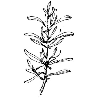 Juniper vektör çizimi. Böğürtlen dalında izole edilmiş eski bir illüstrasyon. Organik yağ oymalı taslak. Güzellik ve kaplıca, kozmetik malzeme. Etiket, poster, broşür, paket için harika