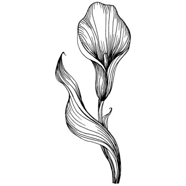 Lilium zambağı elle çizilmiş. Lilium çiçek logosu ya da dövmesi sanat tarzında detaylı. Siyah beyaz klip sanatı izole edildi. Amblem için antika vintage gravür.