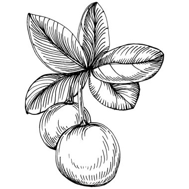 Yabanmersinli el klasik klipsli resim çiziyor. Sanat tarzında detaylandırılmış böğürtlen logosu ya da dövme. Siyah ve beyaz izole edilmiş. Amblem için antika vintage gravür