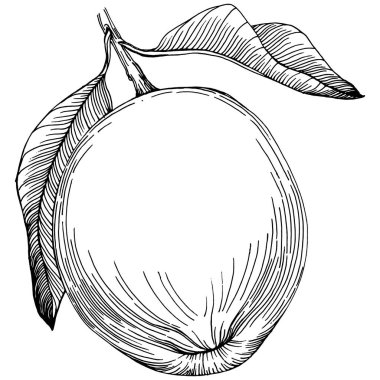 Kiwi Sketch narenciye meyve süslemesi. El Çizimi Kivi Botanik Çizimleri. Beyaz arka planda izole edilmiş siyah beyaz çizgili sanat eserleri. 