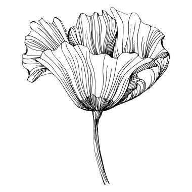 Maquis çiçeği. Gelincik çiçekli botanik çiçeği. İzole illüstrasyon elementi. Arkaplan, doku, ambalaj deseni, çerçeve veya kenar çizimi için vektör el.