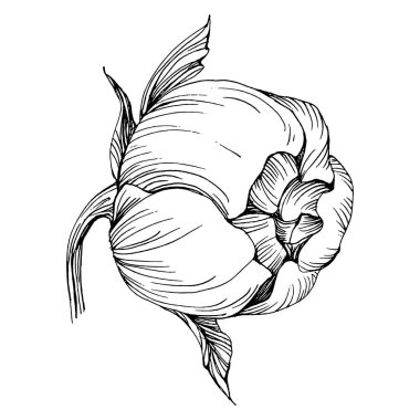 Şakayık çiçeği. Bitkisel şakayıklar. İzole illüstrasyon elementi. Arkaplan, doku, ambalaj deseni, çerçeve veya kenar çizimi için vektör el.