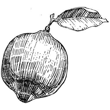 Lemon beyaz arka planda izole edilmiş. Organik yağ oymalı taslak. Güzellik ve kaplıca, kozmetik malzeme. Etiket, poster, broşür, ambalaj için harika