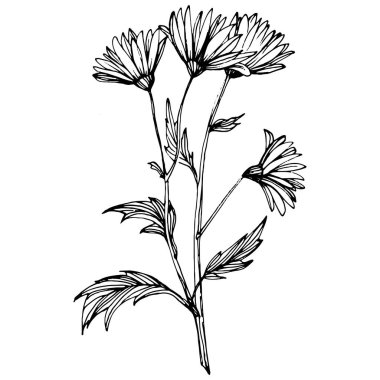 Kasımpatı elle çizilmiş. Çiçek dövmesi sanat tarzında detaylı. Çiçek dövmesi konsepti. Beyaz arka planda siyah beyaz klipsli sanat. Antika vintage gravür çizimi.