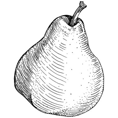 El çizimiyle çizilmiş armut eşkali. Beyaz arkaplanda meyve vektörü.