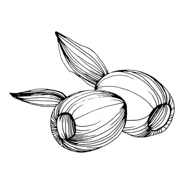 Zeytin eskiz elemanı. Zeytin dalları izole edilmiş. Arkaplan, doku, ambalaj deseni, çerçeve veya kenar çizimi için vektör el.