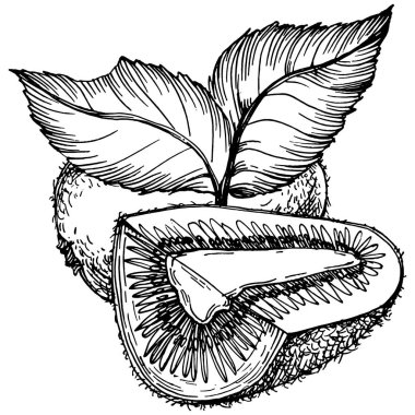 Olgun kivi beyaz üzerine izole edilmiş bir eskiz. Tropikal meyve çizim vektörü. Tasarım daveti, kartlar, posterler ve duvar resimleri için antika vintage gravür çizimi.