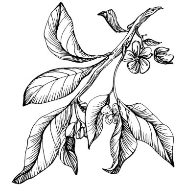 Lemon beyaz arka planda izole edilmiş. Organik yağ oymalı taslak. Güzellik ve kaplıca, kozmetik malzeme. Etiket, poster, broşür, ambalaj için harika