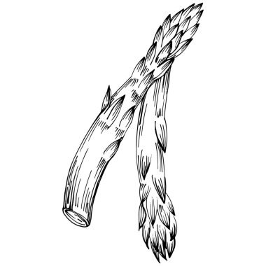 Kuşkonmaz elle çizilmiş. Sebze oymalı nesne. Menü, etiket, simge, kapak, sosyal gönderi için harika.