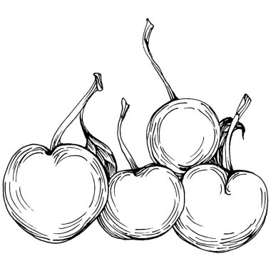 Kiraz çizimi izole edildi. Beyaz arka planda siyah beyaz klipsli sanat. Antika vintage gravür çizimi.