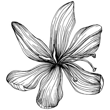 Crocus veya safran çiçeği. Çiçekli botanik çiçeği. İzole illüstrasyon elementi. Arkaplan, doku, ambalaj deseni, çerçeve veya kenar çizimi için vektör el.