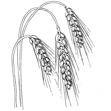 Buğday kulaklı el çizimleri. Korunma ve güvenliğin eski bir sembolü. Kütük için antik vintage oyma çizimi