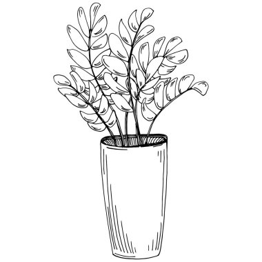 Saksıdaki Ev Bitkisi skeci. İç mekan ya da ofis dekorasyonu için bir asma fabrikada çiçek yetiştirmenin izole bir çizimini yapın. Bahçe çiçeklerinin taşıyıcısı.