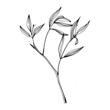 Elle çizilmiş bambu bitkisi. Çiçek dövmesi sanat tarzında detaylı. Beyaz arka planda siyah beyaz klipsli sanat. Antika vintage gravür çizimi.