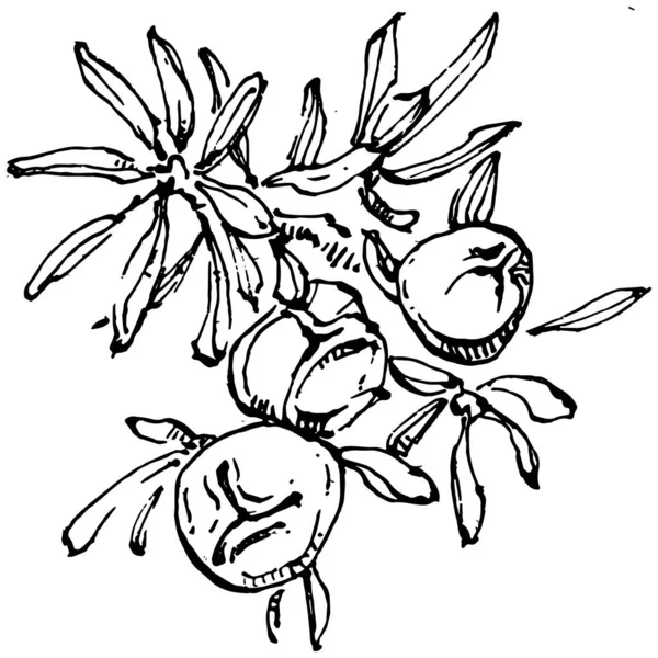 Juniper vektör çizimi. Böğürtlen dalında izole edilmiş eski bir illüstrasyon. Organik yağ oymalı taslak. Güzellik ve kaplıca, kozmetik malzeme. Etiket, poster, broşür, paket için harika