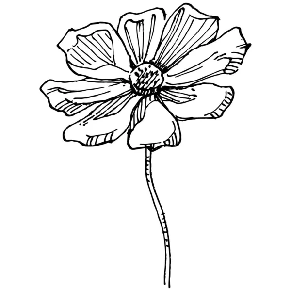 Kozmos el çizimiyle çiçek açar. Kozmos çiçeği logosu ya da sanat tarzında detaylı bir dövme. Siyah beyaz klip sanatı izole edildi. Amblem için antika vintage gravür. Bitkisel ilaçlar.