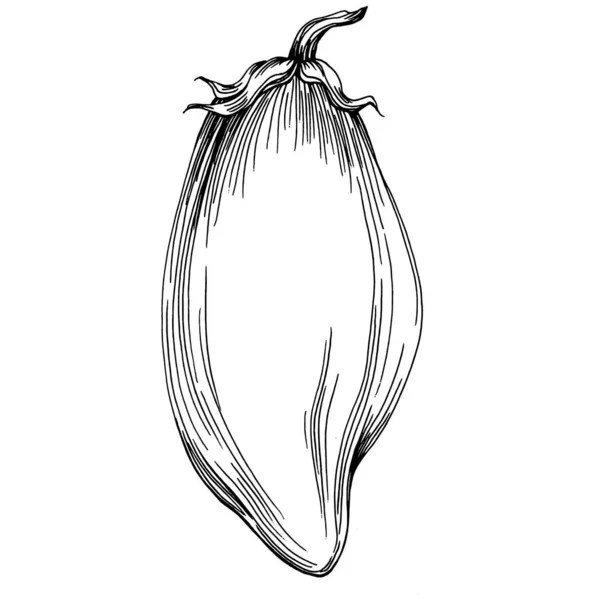 Yapımı Patlıcan Çizimi Patlıcan Sebze Oymalı Brinjal Sketch Vejetaryen Yemek — Stok Vektör