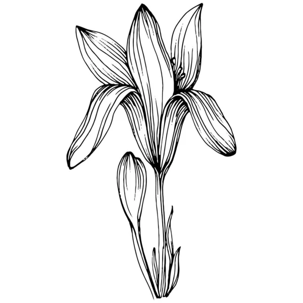 Crocus veya safran çiçeği. Çiçekli botanik çiçeği. İzole illüstrasyon elementi. Arkaplan, doku, ambalaj deseni, çerçeve veya kenar çizimi için vektör el.