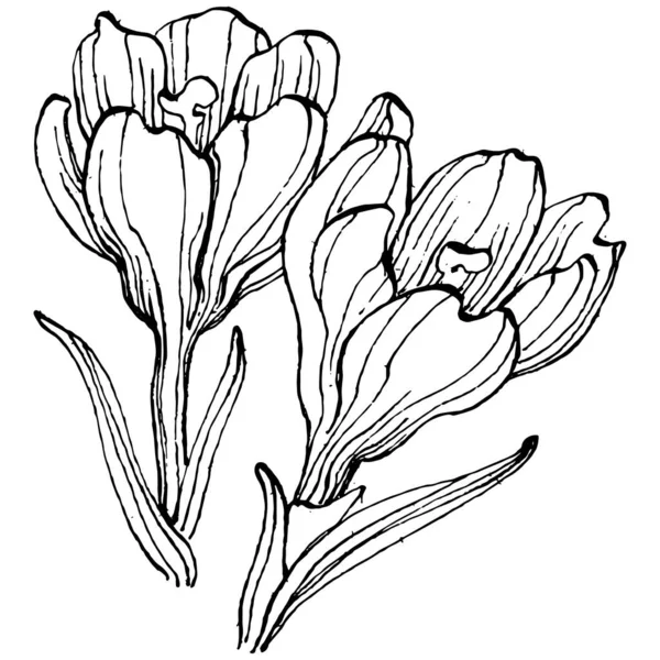 Crocus çiçek vektörü çizimi beyaz arka planda izole edilmiş, safran çizgisi sanatı. Siyah çizgili şirin bir çiçek ve beyaz arka planda beyaz bir uçak..