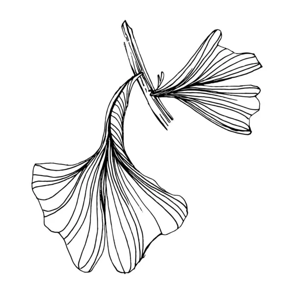 Ginkgo bitkisi elle çizilmiş. Çiçek dövmesi sanat tarzında detaylı. Beyaz arka planda siyah beyaz klipsli sanat. Logo için antika vintage oyma çizimi