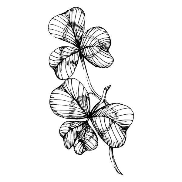 Trèfle Shamrock Fleur Botanique Florale Élément Illustration Isolé Dessin Vectoriel — Image vectorielle