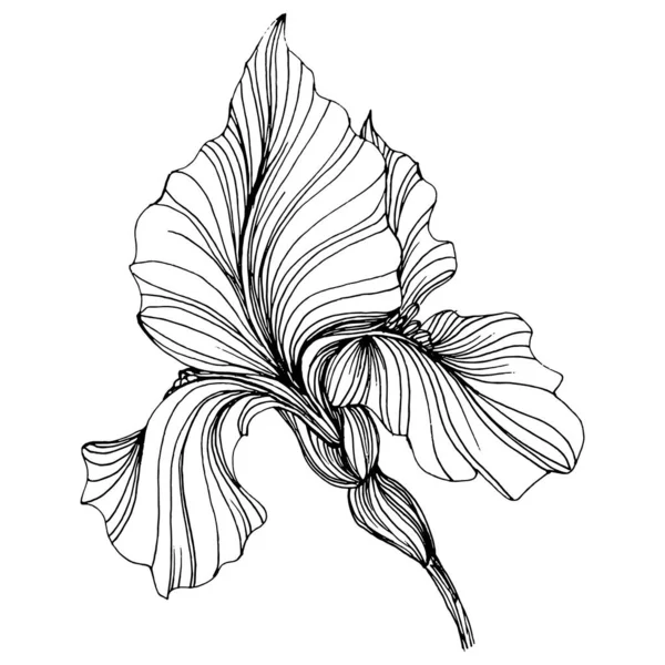Nasce Flor Floral Flor Botânica Isolado Elemento Ilustração Vector Mão — Vetor de Stock