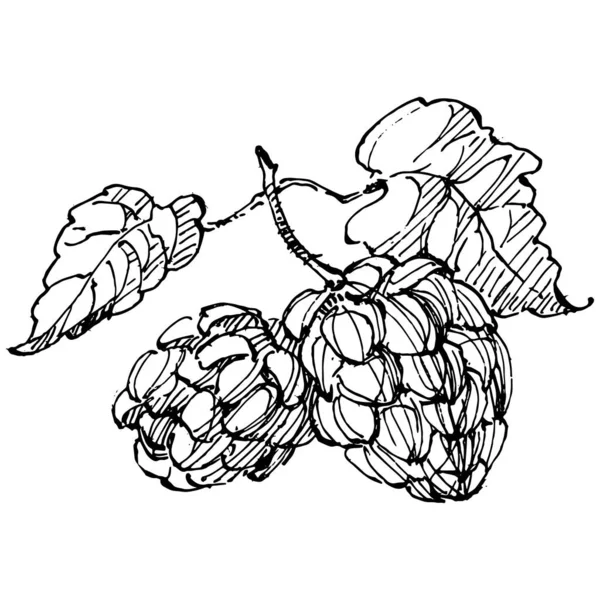 Hop Planta Mão Desenho Vintage Clip Art Logotipo Humulus Tatuagem — Vetor de Stock