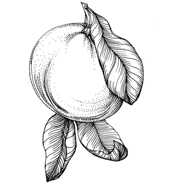 Turuncu çizim turunçgil meyve süslemesi. El yapımı Portakal Botanik Çizimleri. Beyaz arka planda izole edilmiş siyah beyaz çizgili sanat eserleri. 