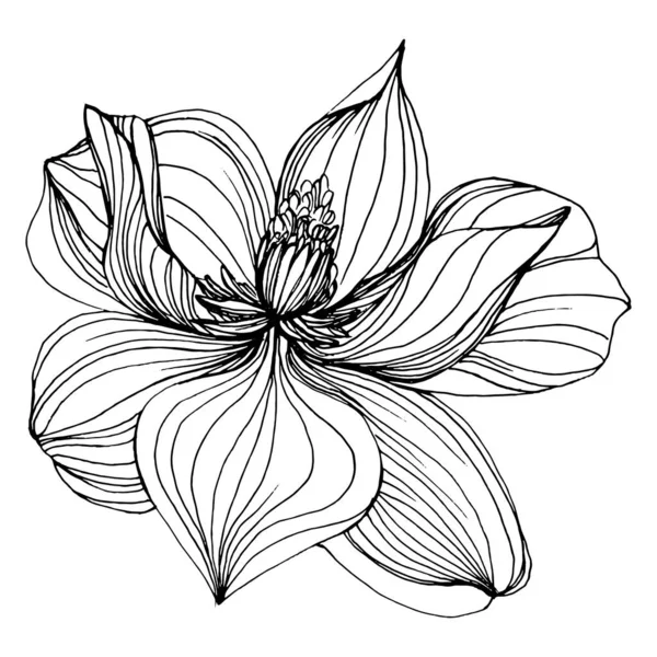 Manolya çiçeği. Çiçekli botanik çiçeği. İzole illüstrasyon elementi. Arkaplan, doku, ambalaj deseni, çerçeve veya kenar çizimi için vektör el.