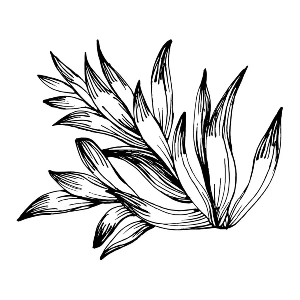 Lezzetli bir çiçek. Bitki bitkileri botanik kaktüsleri. İzole illüstrasyon elementi. Arkaplan, doku, ambalaj deseni, çerçeve veya kenar çizimi için vektör el.