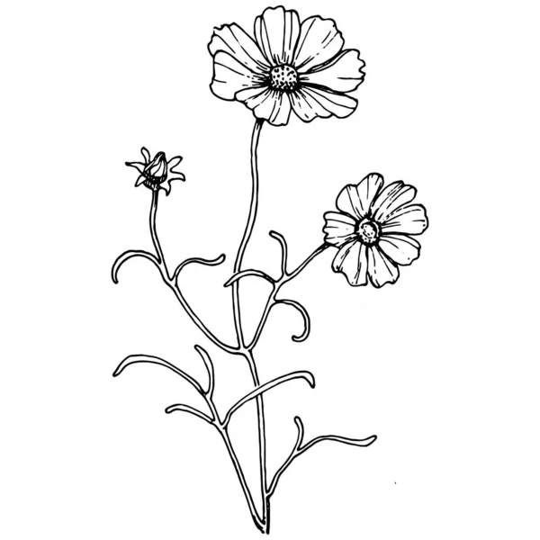 Cosmos Flor Mão Desenho Cosmos Logotipo Floral Tatuagem Altamente Detalhado — Vetor de Stock