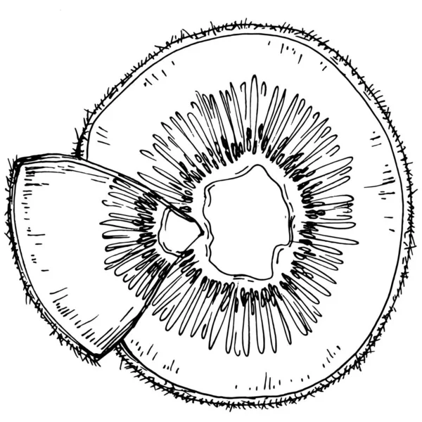 Kiwi Sketch Agrumi Decorativi Illustrazioni Botaniche Kiwi Disegnate Mano Bianco — Vettoriale Stock