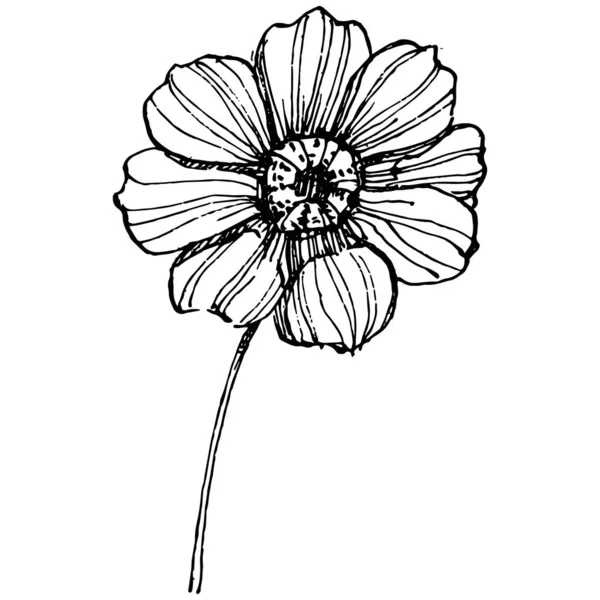 Kozmos el çizimiyle çiçek açar. Kozmos çiçeği logosu ya da sanat tarzında detaylı bir dövme. Siyah beyaz klip sanatı izole edildi. Amblem için antika vintage gravür. Bitkisel ilaçlar.