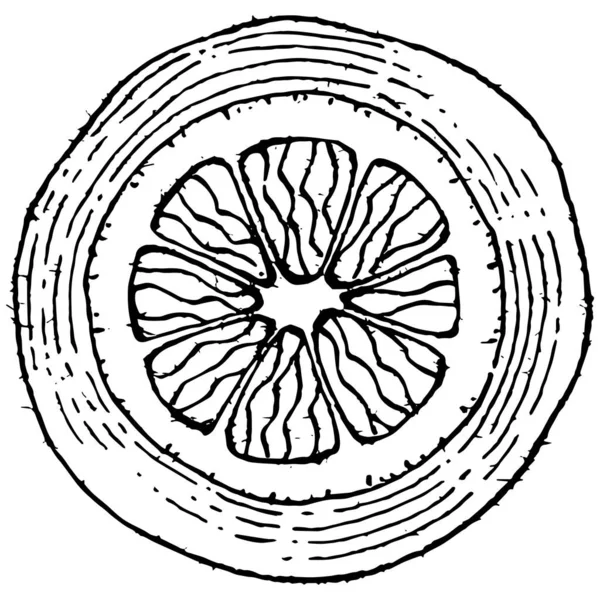Лимон Изолирован Белом Фоне Органический Эфирный Эфирный Маслогравированный Эскиз Красота — стоковый вектор