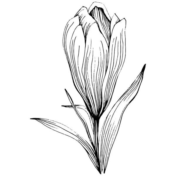 Premium Vector | Line art saffron flower illustration crocus hand drawn