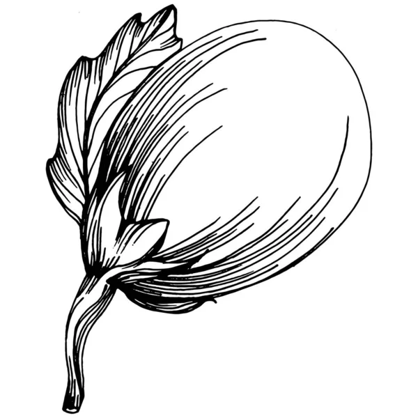 El yapımı patlıcan çizimi. Patlıcan sebze oymalı. Brinjal Sketch vejetaryen yemek çizimi. Gine kabağı tarım pazarı ürünü. Tasarım logosu, menü, etiket, simge için en iyisi.