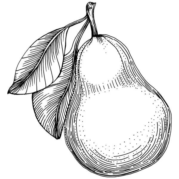 El çizimiyle çizilmiş armut eşkali. Beyaz arkaplanda meyve vektörü.