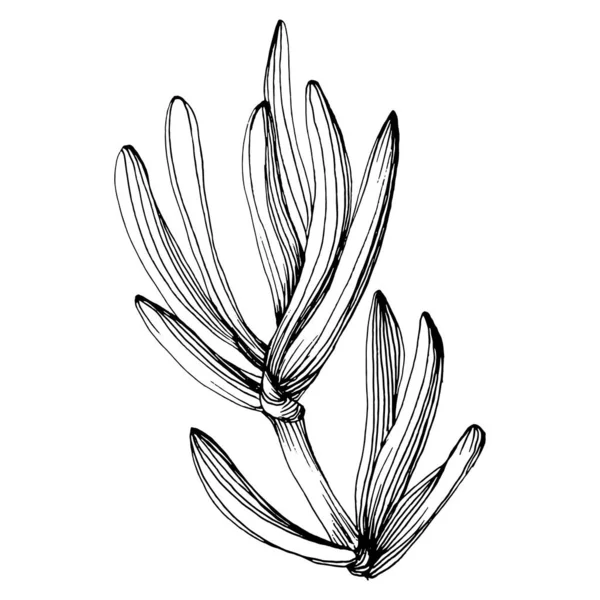 多汁的花 植物植物植物仙人掌 孤立的说明性元素 矢量手绘野花 用于背景 包装图案 框架或边框 — 图库矢量图片