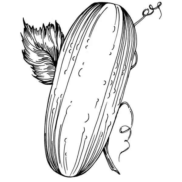 Croquis Légumes Concombre Illustration Vectorielle Style Gravé Produit Sur Marché — Image vectorielle