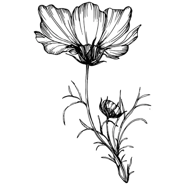 Kozmos el çizimiyle çiçek açar. Kozmos çiçeği logosu ya da sanat tarzında detaylı bir dövme. Siyah beyaz klip sanatı izole edildi. Amblem için antika vintage gravür. Bitkisel ilaçlar.