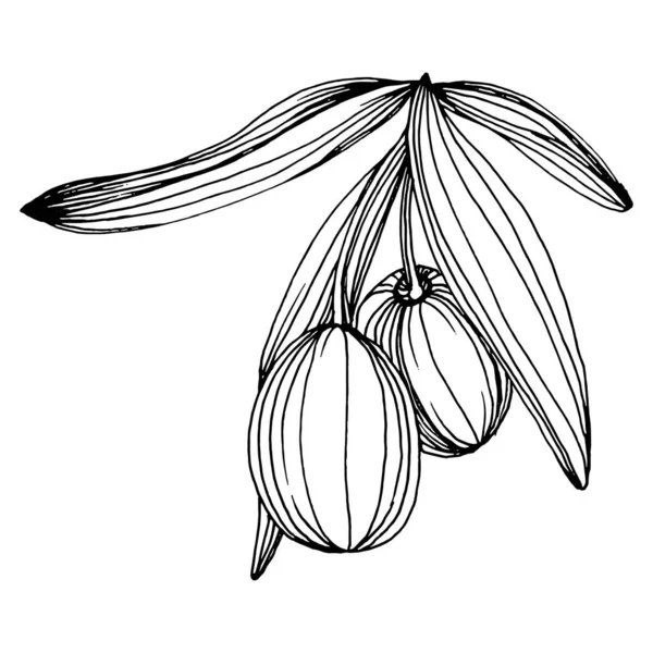 Zeytin eskiz elemanı. Zeytin dalları izole edilmiş. Arkaplan, doku, ambalaj deseni, çerçeve veya kenar çizimi için vektör el.