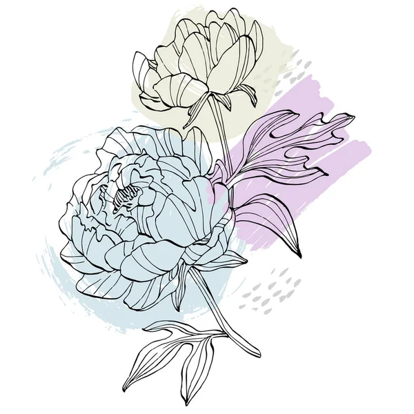 Şakayık çiçeği. Çiçekli botanik çiçeği. İzole illüstrasyon elementi. Arkaplan, doku, ambalaj deseni, çerçeve veya kenar çizimi için vektör el.